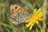 Wall Brown at West Canvey Marsh (RSPB) (Richard Howard) (81096 bytes)