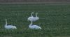 Whooper Swan at Wallasea Island (RSPB) (Jeff Delve) (49817 bytes)