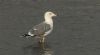 Yellow-legged Gull at Hullbridge (Steve Arlow) (41581 bytes)