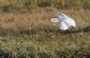 Cattle Egret at Wat Tyler Country Park (Tim Bourne) (94242 bytes)