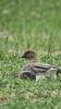 Pink-footed Goose at Bowers Marsh (RSPB) (Neil Chambers) (62728 bytes)