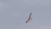 Hen Harrier at Wallasea Island (RSPB) (Andrew Armstrong) (10569 bytes)