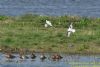 Little Gull at Bowers Marsh (RSPB) (Richard Howard) (95548 bytes)
