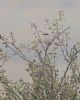 Great Grey Shrike at West Canvey Marsh (RSPB) (Paul Baker) (89225 bytes)