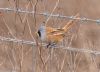 Bearded Tit at Wallasea Island (RSPB) (Jeff Delve) (69264 bytes)