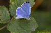 Holly Blue at Vange Marsh (RSPB) (Richard Howard) (52942 bytes)