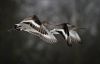 Black-tailed Godwit at Vange Marsh (RSPB) (Vince Kinsler) (34155 bytes)