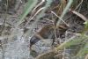 Water Rail at Bowers Marsh (RSPB) (John Wright) (85259 bytes) Water Rail at Bowers Marsh (RSPB) (John Wright) (85259 bytes)