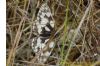 Marbled White at West Canvey Marsh (RSPB) (Richard Howard) (127974 bytes)