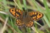 Wall Brown at West Canvey Marsh (RSPB) (Richard Howard) (80382 bytes)