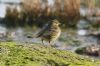 Rock Pipit at Canvey Point (Richard Howard) (78409 bytes)