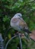Turtle Dove at Canewdon (Jeff Delve) (48293 bytes)