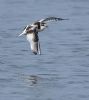 Little Gull at Bowers Marsh (RSPB) (Graham Oakes) (65118 bytes)