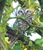 Little Owl at Bowers Marsh (RSPB) (Graham Oakes) (108802 bytes)