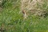 Weasel at Bowers Marsh (RSPB) (Richard Howard) (195999 bytes)