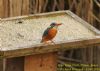 Kingfisher at Wat Tyler Country Park (Richard Howard) (151573 bytes)