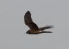 Hen Harrier at Wallasea Island (RSPB) (Jeff Delve) (34212 bytes)