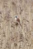 Bearded Tit at Bowers Marsh (RSPB) (Matt Bruty) (69542 bytes)
