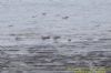 Caspian Gull at Hole Haven Creek (Richard Howard) (103306 bytes)