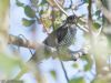Cuckoo at Wallasea Island (RSPB) (Jeff Delve) (55581 bytes)