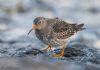 Purple Sandpiper at Canvey Point (Jeff Delve) (54627 bytes)