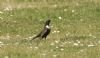 Ring Ouzel at Wakering Stairs (Steve Arlow) (163075 bytes)