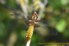 Broad-bodied Chaser at West Canvey Marsh (RSPB) (Richard Howard) (52470 bytes)
