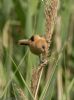Bearded Tit at Wat Tyler Country Park (Jeff Delve) (55588 bytes)