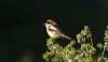 Woodchat Shrike at Rochford (Steve Arlow) (49109 bytes)