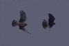Hen Harrier at Wallasea Island (RSPB) (Jeff Delve) (37418 bytes)