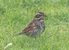 Redwing at Private site with no public access (Vince Kinsler) (83428 bytes)