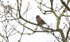 Hawfinch at West Wood (Steve Arlow) (71299 bytes)