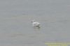 Mediterranean Gull at Gunners Park (Richard Howard) (51998 bytes)