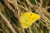 Clouded Yellow at Canvey Point (Richard Howard) (72279 bytes)
