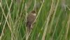 Marsh Warbler at Benfleet Downs (Steve Arlow) (51274 bytes)