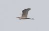 Great White Egret at Wallasea Island (RSPB) (Jeff Delve) (152597 bytes)