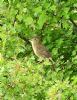 Grasshopper Warbler at Wakering Stairs (Graham Oakes) (142552 bytes)