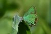 Green Hairstreak at Canvey Wick (Mike Bailey) (42426 bytes)