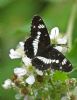 White Admiral at Belfairs Great Wood (Graham Oakes) (65751 bytes)