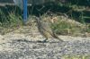 Redstart at Shoebury East Beach (Richard Howard) (97045 bytes)