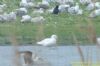Great Black-backed Gull at Bowers Marsh (RSPB) (Richard Howard) (88694 bytes)