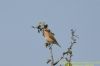 Whinchat at West Canvey Marsh (RSPB) (Richard Howard) (68945 bytes)