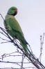 Ring-necked Parakeet at Canvey Wick (Tim Bourne) (51595 bytes)