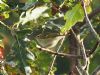 Yellow-browed Warbler at Gunners Park (Mike Clarke) (87790 bytes)