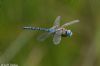 Southern Migrant Hawker at Canvey Way (Jeff Delve) (29797 bytes)