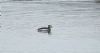 Long-tailed Duck at Rossi's Ice Cream, Westcliff (Steve Arlow) (52510 bytes)