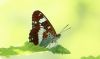 White Admiral at Hockley Woods (Steve Arlow) (33114 bytes)