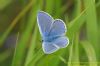 Common Blue at Gunners Park (Richard Howard) (80524 bytes)