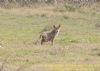 Red Fox at Gunners Park (Richard Howard) (141808 bytes)