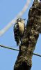 Lesser Spotted Woodpecker at Hockley Woods (Vince Kinsler) (120942 bytes)